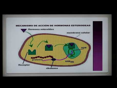 Dr EDUARDO KREMENCHUTZKY - HISTOLOGIA RAZONADA - GLANDULAS ENDOCRINAS