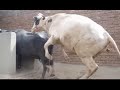 Mix Animal Mating Breeding Science Technology Bull Mating With Buffalo