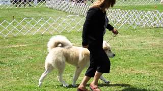 preview picture of video 'Peach - Mount Vernon Dog Show - 6/29/2014'