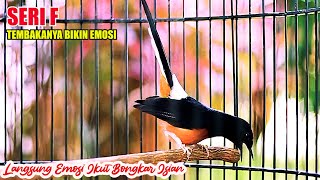 Download lagu MURAI BATU NEMBAK SUJUD SERI F, BIKIN MURAI BATU LAINNYA EMOSI KELUAR FIGHTERNYA mp3