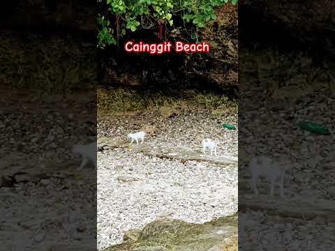 Beachin' #kitty #beach #shorts