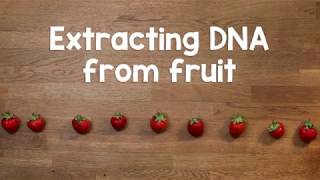 Extracting DNA from fruit
