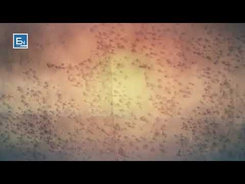 Kjo veper e Omerit r.a mahniti shoket e tij! Ngjarja Madheshtore e cila i tregon te gjitha!