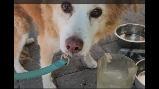 What's Good Gulfport Episode 5 (Dec 2025: Dog Friendly)
