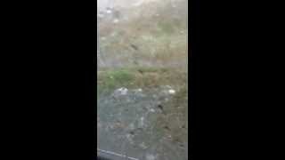 preview picture of video 'Hail! in Florence, Alabama'