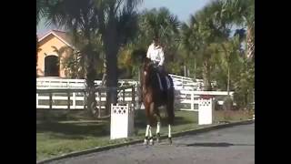 How to Half Halt by Dressage Hub