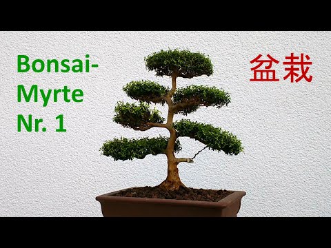Myrtenbonsai Nr. 1