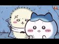 Chiikawa Episode 302 303 With Eng And Japanese Sub ️