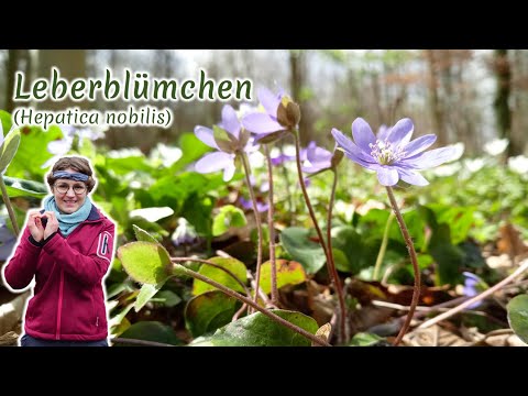 Gewöhnliches Leberblümchen (Hepatica nobilis) - Artenporträt: Merkmale | Ökologie | Wissenswertes