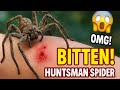 Huntsman Spiders Bites