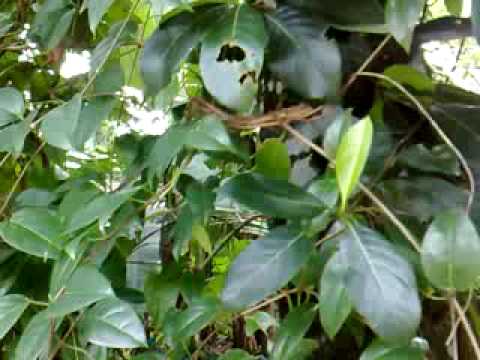 Srilankan Lizards - Recorded by Lahiru Madusanka