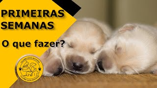 CUIDAR DE FILHOTE de cachorro e de gato: alimentação e cuidado nas primeiras semanas [RECÉM-NASCIDO]