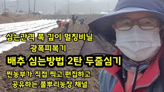 봄배추 심는 방법 두줄심기 주의할점 간격 높이 비닐 피복기까지      [봄배추재배방법]