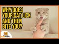 Why Does Your Cat Lick And Then Bite You Here Is The Answer