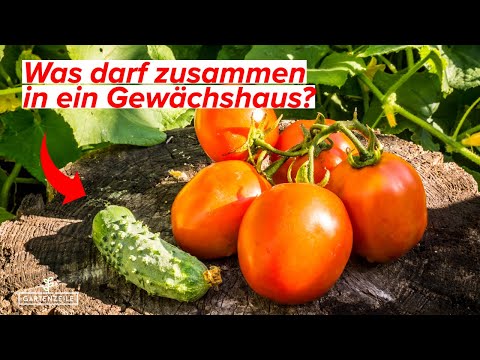 Was darf zusammen ins Gewächshaus? Diese Obst - und Gemüsesorten passen zueinander!