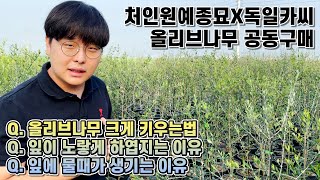 아르베키나 올리브나무!! 올리브나무 크게 키우는법, 잎에 물때가 생기는 이유, 잎이 노랗게 하엽지는 이유 w…