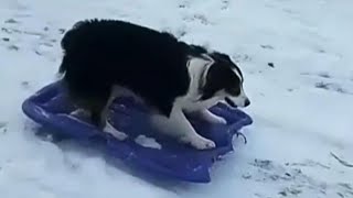 Dog Drags Sled up Snowy Hill and Goes on a Wild Ride