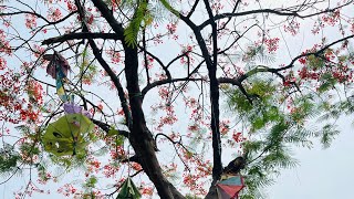 Download lagu Hock Films is live mp3 Download lagu Hock Films is live mp3