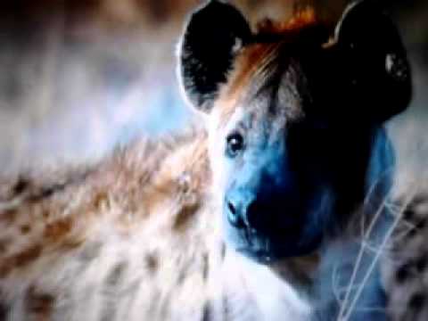 The sound of spotted hyenas