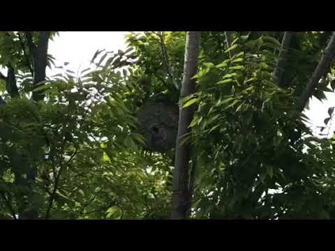 Huge nest hidden in trees near Farmingdale, NJ bank branch
