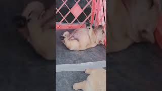 ☆Super Cute Animals☆Cute cats and funy dogs＆cat　videos compilation2021C㊺#Shorts