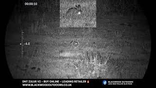 DNT Optics Zulus V2 Rabbit Action Part 1 #dntzulus #airgunhunting