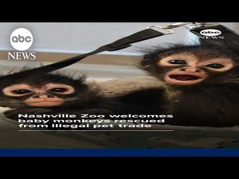 Nashville Zoo welcomes baby monkeys rescued from illegal pet trade