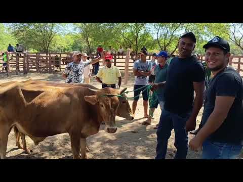 Feira de animais de Carnaíba-PE (24/10/26)