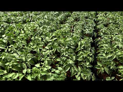 Il nostro sistema di Irrigazione automatizzato, Savini Vivai