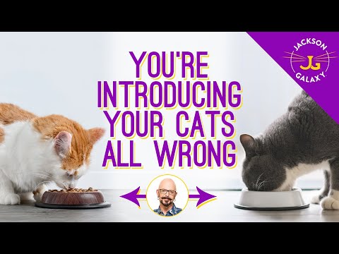 Cat Introductions: Good First Impressions are a must!