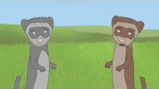 Ferrets Song
