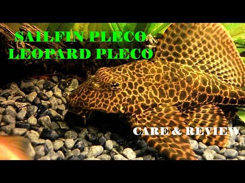 Sailfin Pleco — Pterygoplichthys gibbiceps