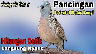 Download lagu PANCINGAN PERKUTUT UNTUK MALAS BUNYI CUKUP HITUNGAN DETIK BIKIN SEMUA PERKUTUT 100% LANGSUNG NYAUT mp3 Download lagu PANCINGAN PERKUTUT UNTUK MALAS BUNYI CUKUP HITUNGAN DETIK BIKIN SEMUA PERKUTUT 100% LANGSUNG NYAUT mp3