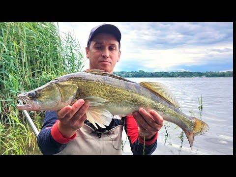 One-shot hero | beautiful zander on a stick right under your feet.