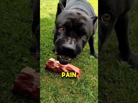 🚫 Never Get a Cane Corso! (Biggest Reasons) ❌🐕 #Shorts #canecorso