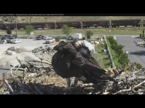 Hellgate ospreys 7 26 16 1045am Louis delivers a fish for Iris