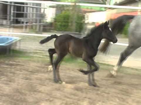 Quantofino von Qualtiy Time-Cardento komplett