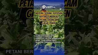 WERENG SERANG RATUSAN HEKTAR TEMBAKAU, PETANI TERANCAM GAGAL PANEN