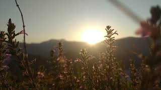 Download lagu Beautiful Sunrise & The Flowers   NO COPYRIGHT VIDEO   NATURE mp3