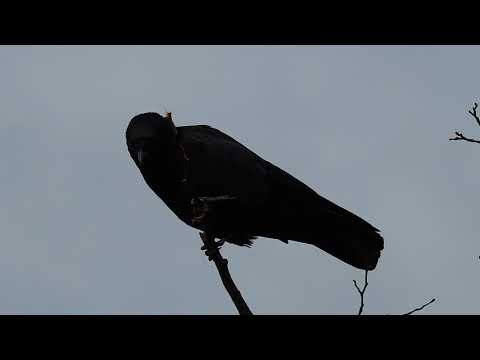 Carrion Crow rattling
