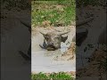 So Nice Baby BUFFALO EatingAD3 Shorts Sortvideo Buffalo Wildlife Animals Viralvideo Baby