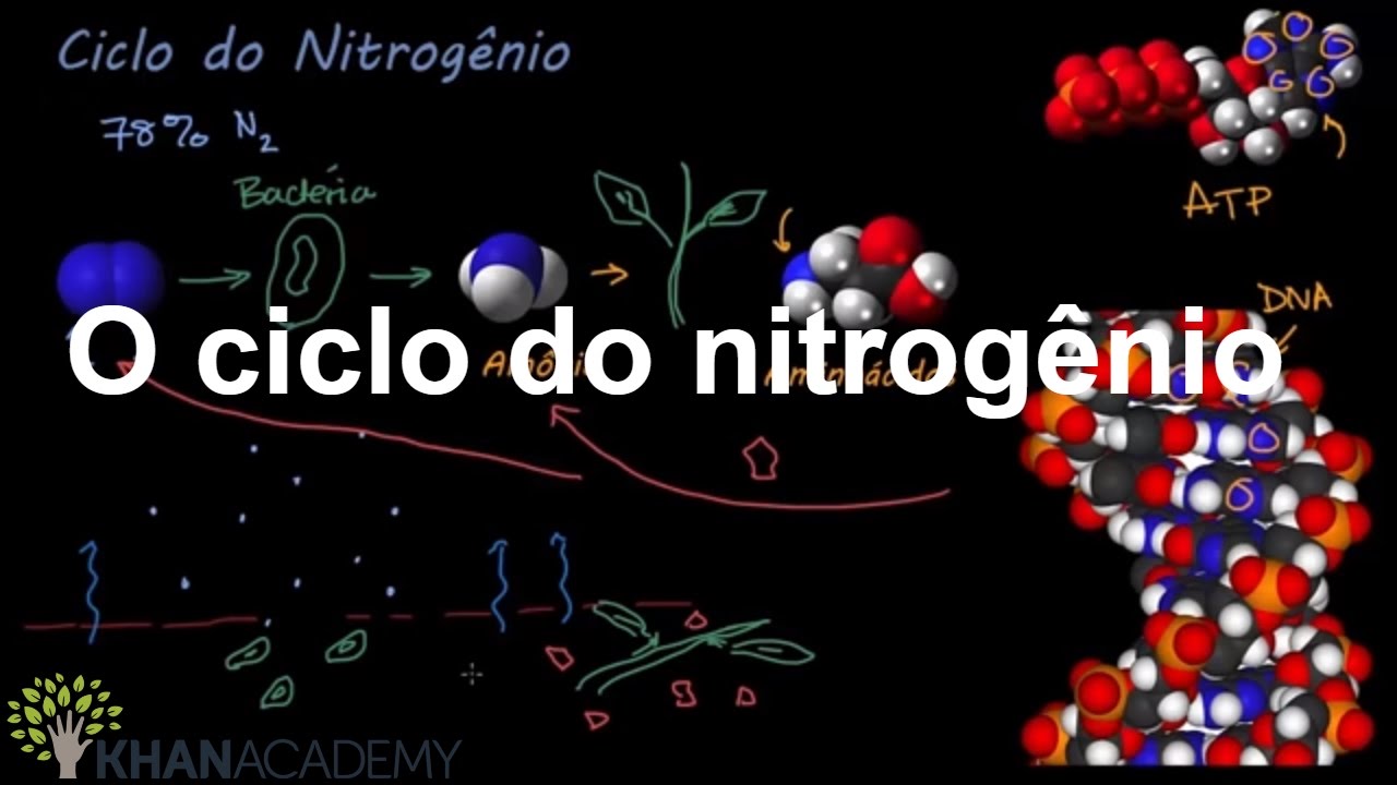 O ciclo do nitrogênio | Ecologia | Biologia | Khan Academy