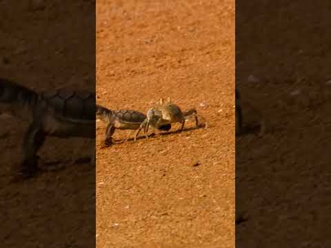 Nature can be cruel, but we shouldn't always interfere with wildlife. #oceans #sea #conserve