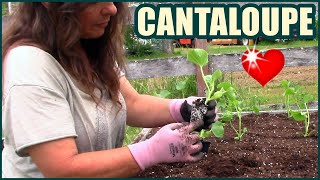 How To Plant Cantaloupe In Raised Beds And Containers