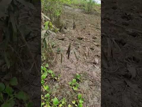 No interior de Autazes no Amazonas.