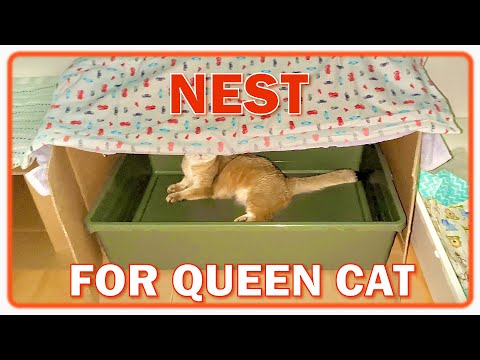 DIY Cat Birth Nest Prep | Comforting Pregnant Cat 🥰