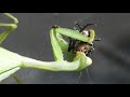 Blow Fly ejects Maggots while being eaten by Mantis at 3:46