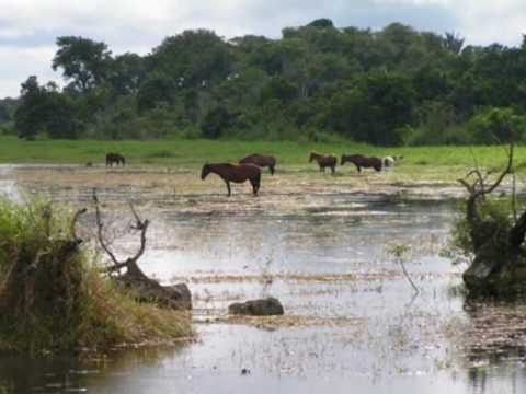 Apure Yo Soy Tu Hijo.wmv