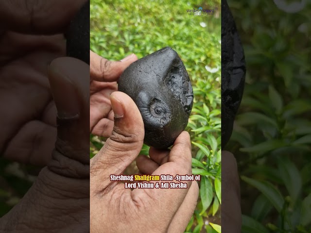 Sheshnag Shaligram Shila -Symbol of Lord Vishnu & Adi Shesha video