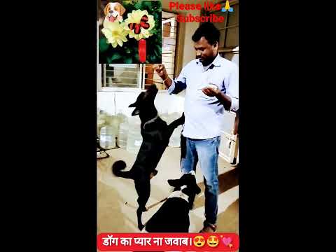 Best Hashtags for #doglovers🐕😍🤝